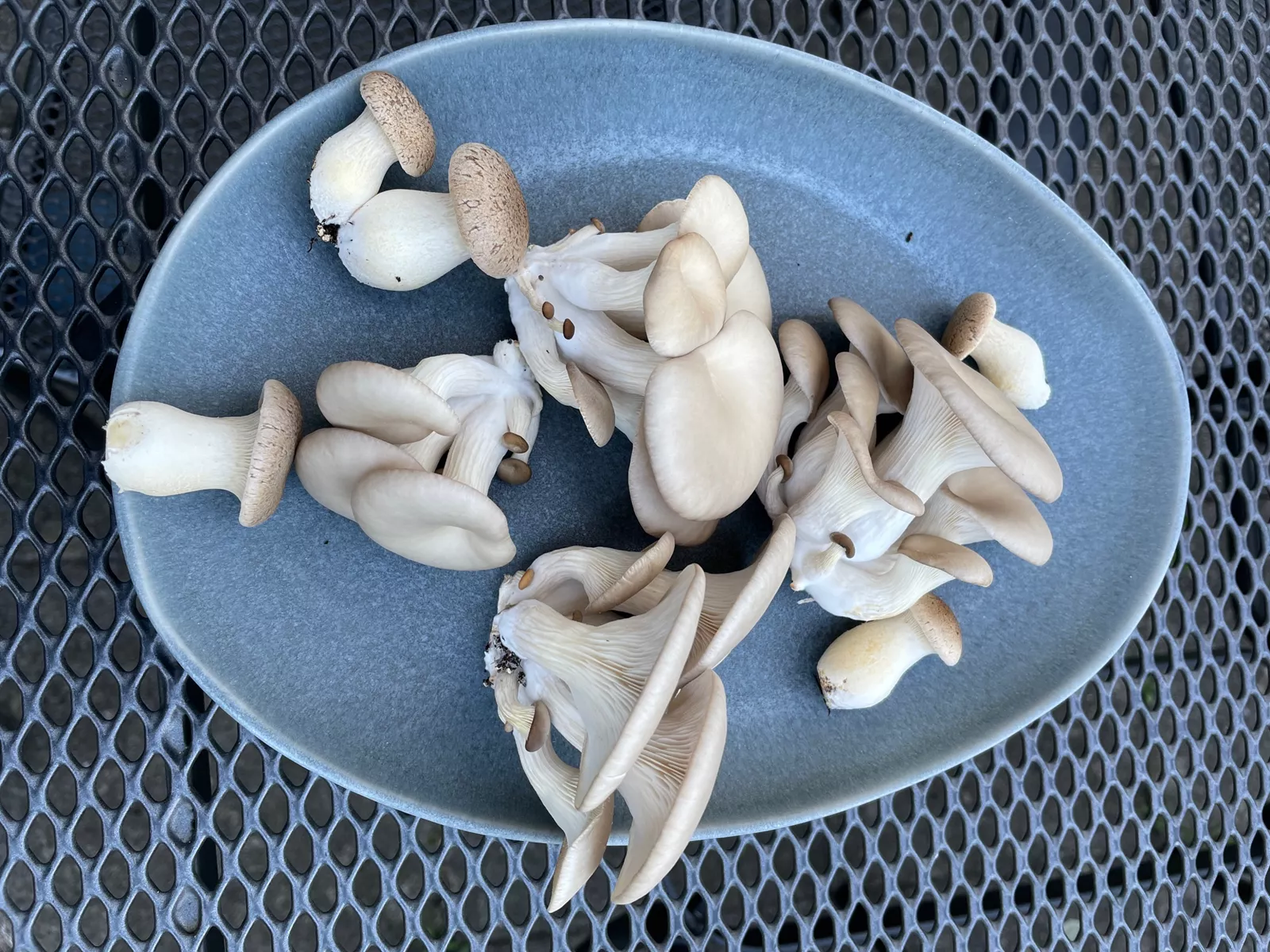 Austern- und Kräuterseitlinge