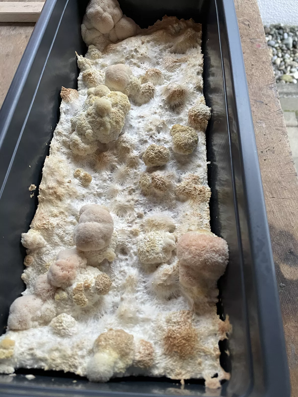 Igelstachelbart jung